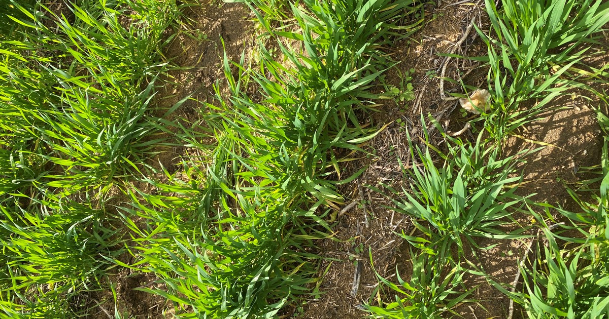 Powerful tank mix partner improving broadleaf weed control ADAMA